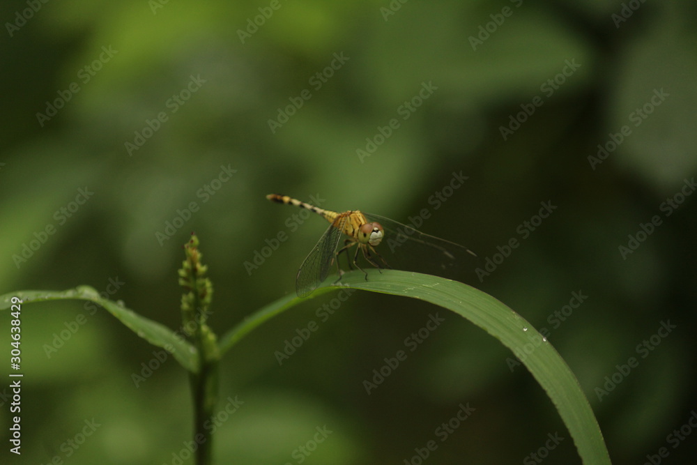 single yellow Dragonfly on the grass with blur background. close up shot of Dragonfly on the grass with green background
