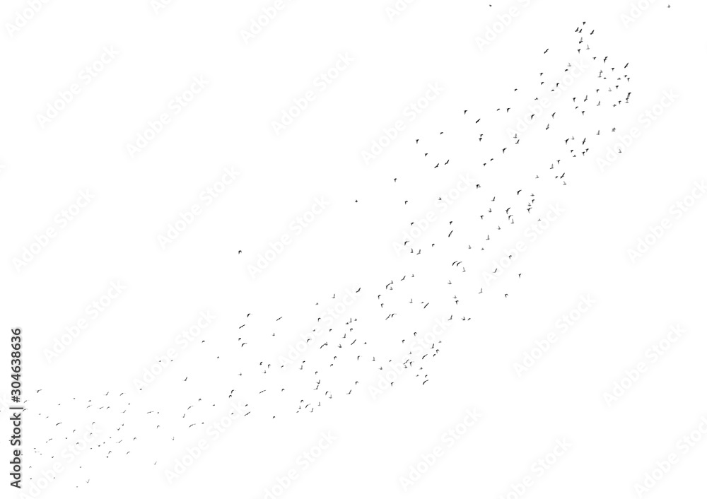 Flock of birds isolated on white background Flock of birds isolated on white background