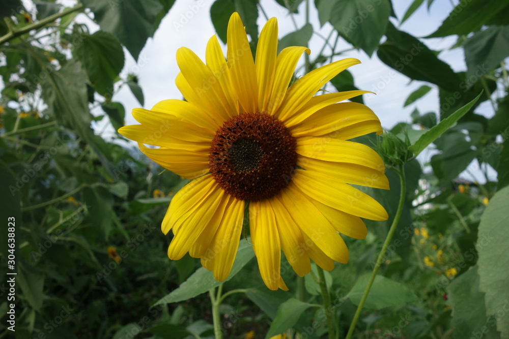初夏の日本の向日葵の花 初夏の日本の向日葵の花