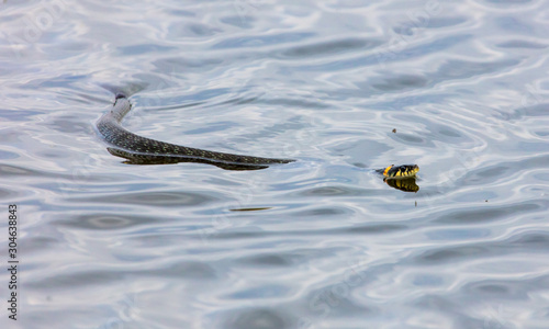 A snake swims in the expanse of water © schankz