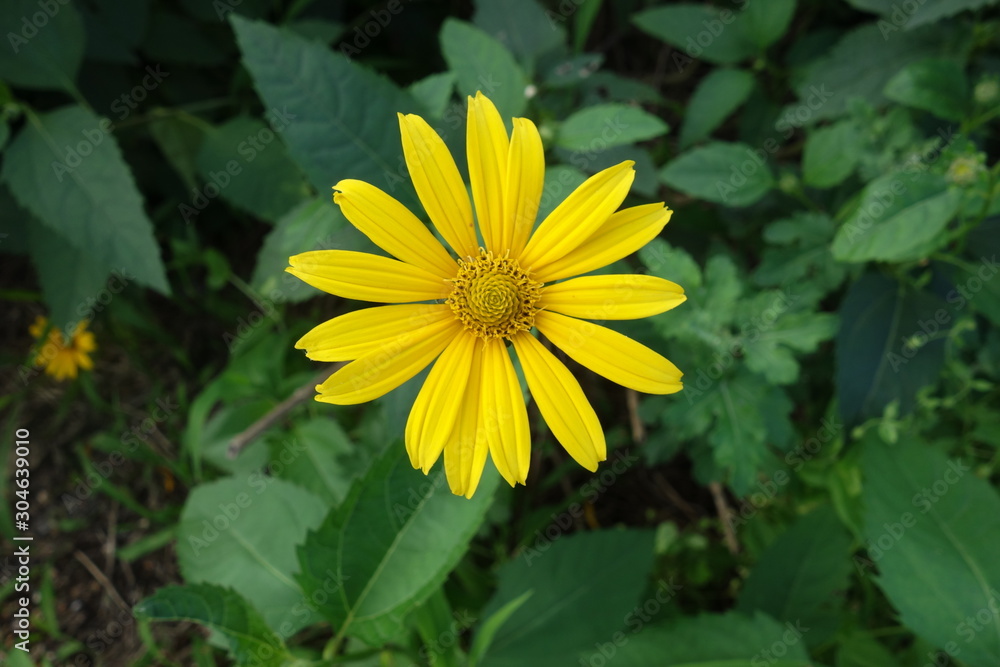 初夏の日本の菊芋の花 初夏の日本の菊芋の花