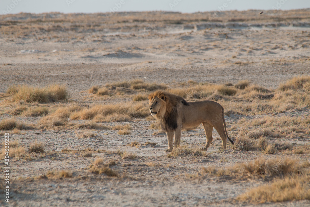 A male lion walking through the sand, Etosha national park, Namibia, Africa A male lion walking through the sand, Etosha national park, Namibia, Africa