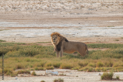 A male lion walking through the sand, Etosha national park, Namibia, Africa