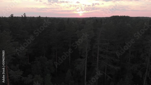 Forest, pines, sunset, aerial video