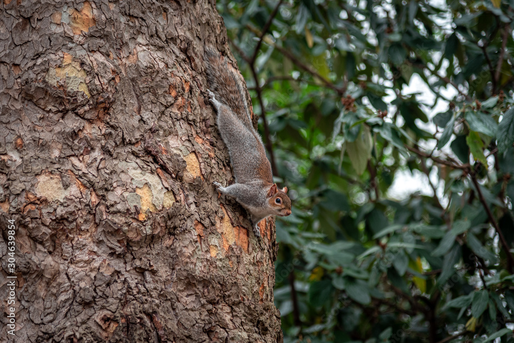 Funny and adorable squirrel climb on a tree while looking for food. Funny and adorable squirrel climb on a tree while looking for food.