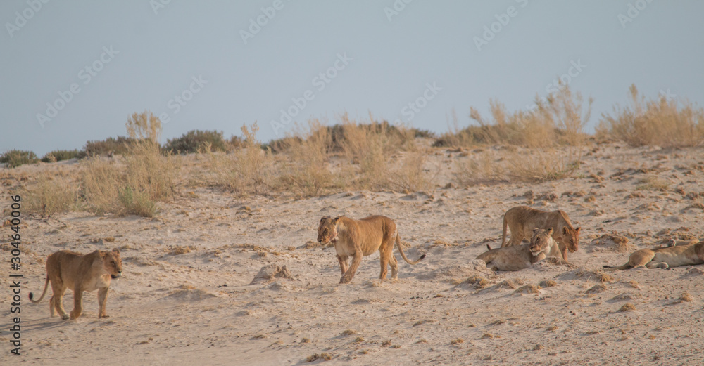 Naklejka premium Lions in the sand dunes of the Etosha pan, Namibia, Africa