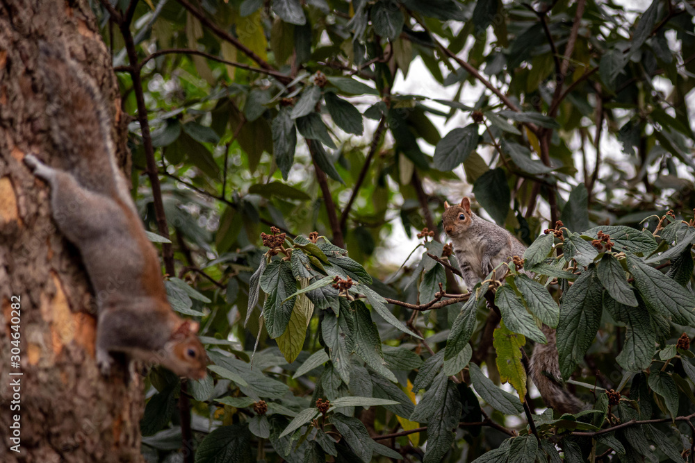 Funny and adorable squirrels climbed on a tree while looking at each other, one from the trunk and the other from a branch.