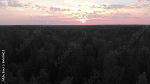 Forest, pines, sunset, aerial video