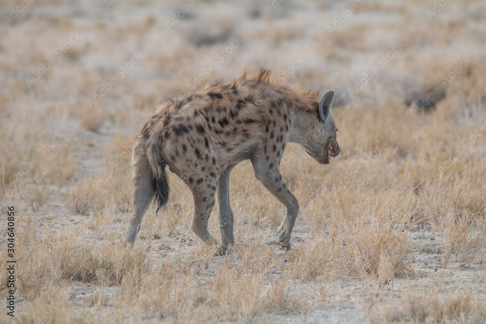 Spotted hyena walking around, Etosha national park, Namibia, Africa