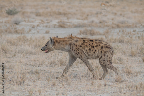 Spotted hyena walking around, Etosha national park, Namibia, Africa