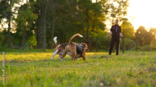 Owner woman play fetch game with active dogs, throw toy towards camera. Two beagles rush to catch ball, one miss and second grab it. Warm evening hour at green park, golden sun light shine from behind