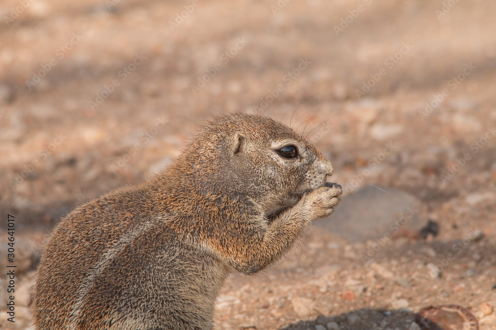 Cape ground squirrel in the Etosha national park, Namibia, Africa Cape ground squirrel in the Etosha national park, Namibia, Africa