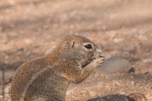 Cape ground squirrel in the Etosha national park, Namibia, Africa