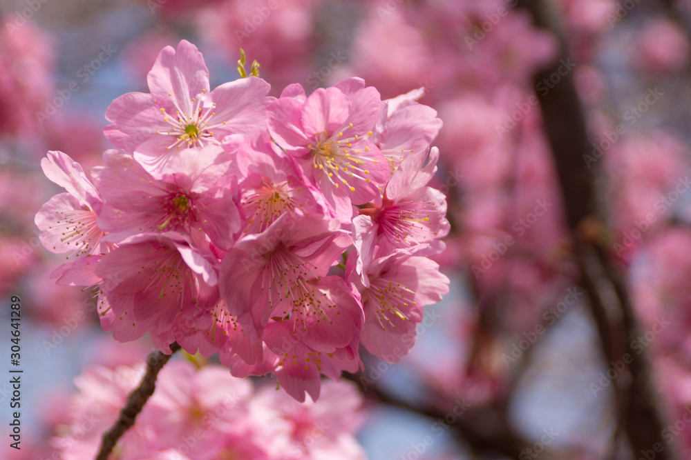 Fototapeta premium ヨウコウ(陽光)桜