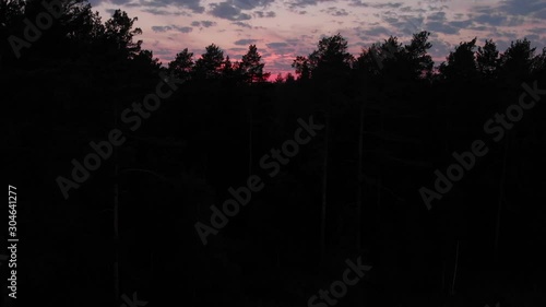Forest, pines, sunset, aerial video