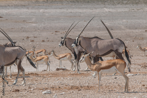 Oryx and Impalas at the waterhole, Etosha national park, Namibia, Africa