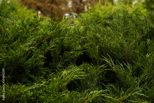 Bright green thuja branches is close