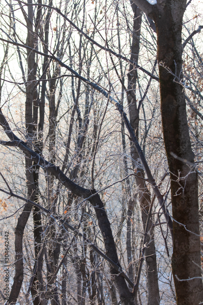 Leafless tree branches at dawn of the sun