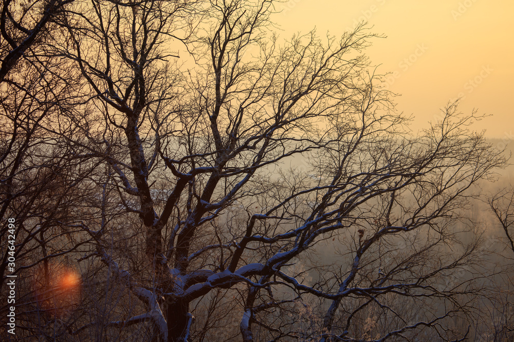 Leafless tree branches at dawn of the sun Leafless tree branches at dawn of the sun