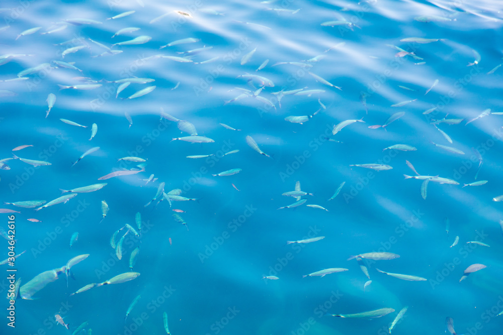 Obraz premium Fish in the blue water of the sea as a background