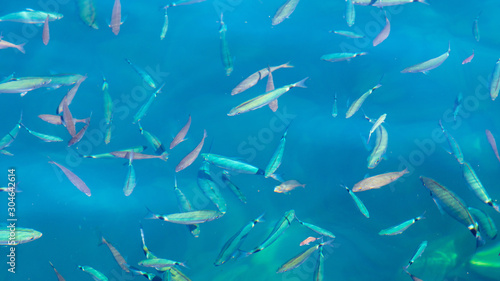 Fish in the blue water of the sea as a background