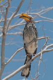 Portrait of a southern yellow billed hornbill, Etosha national park, Namibia, Africa