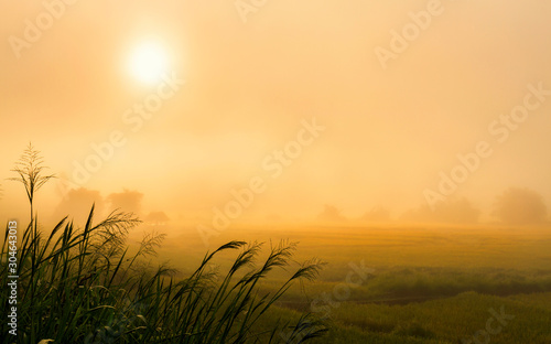 landscape view of fresh rice field with sunrise sky in foggy day