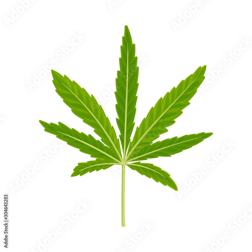 Cannabis Detailed Leaf Vector Illustrated Object Isolated On White Background