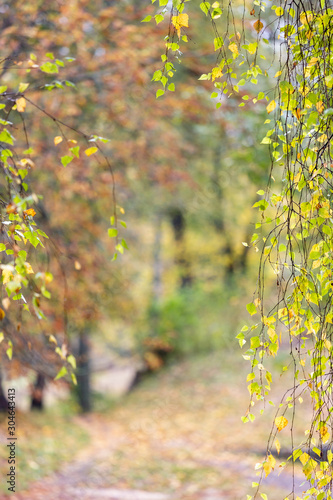 branches with autumn leaves background