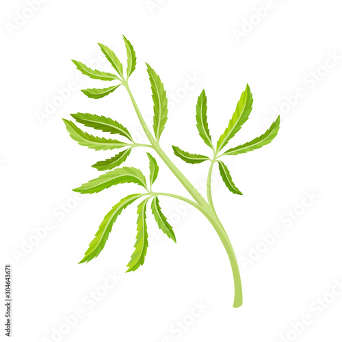Cannabis Detailed Twig Vector Illustrated Object Isolated On White Background