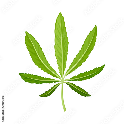 Cannabis Detailed Leaf Vector Illustrated Object Isolated On White Background