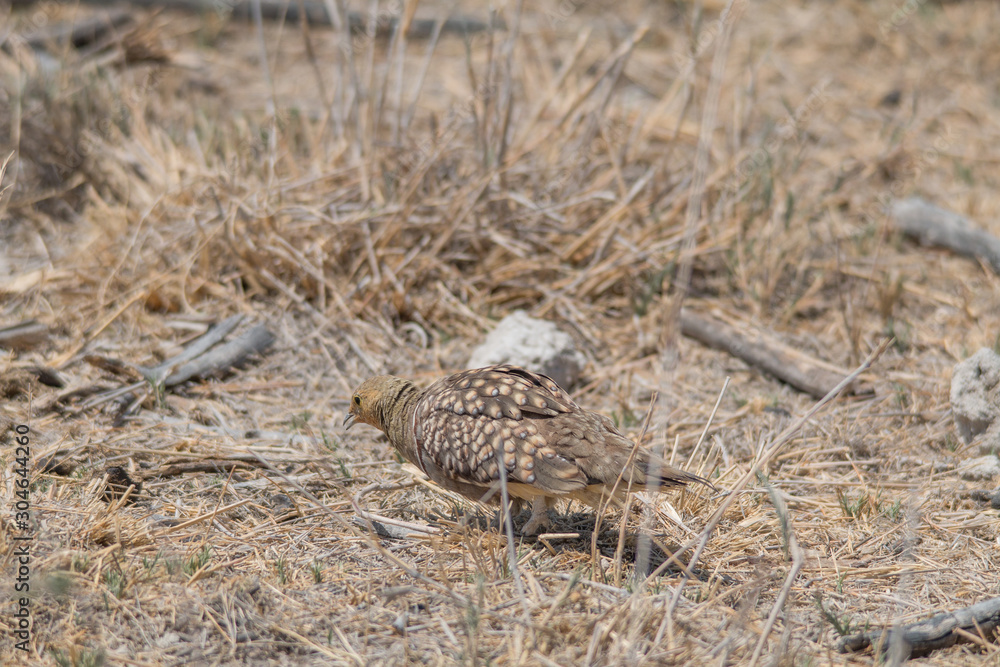 Namaqua sandgrouse on the ground, Etosha national park, Namibia, Africa Namaqua sandgrouse on the ground, Etosha national park, Namibia, Africa