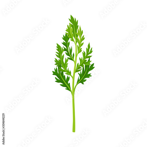 Top Leaves of Carrot Vector Illustrated Element.