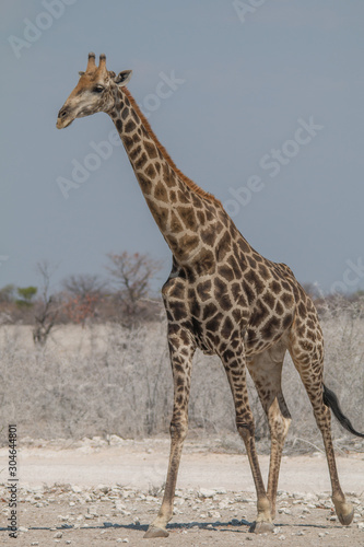 Portrait of a male giraffe, Etosha national park, Namibia, Africa