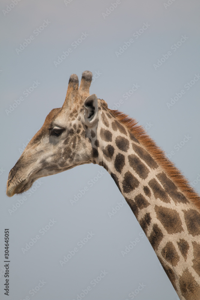 Portrait of a male giraffe, Etosha national park, Namibia, Africa Portrait of a male giraffe, Etosha national park, Namibia, Africa