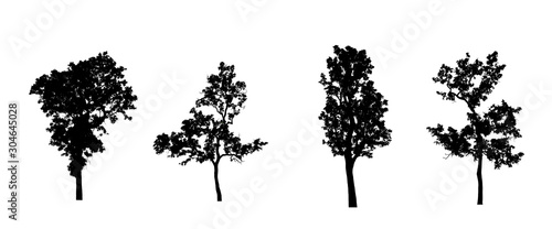 Fototapeta coniferous tree silhouettes isolated on white background