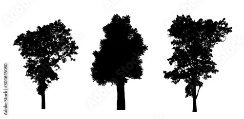 coniferous tree silhouettes isolated on white background