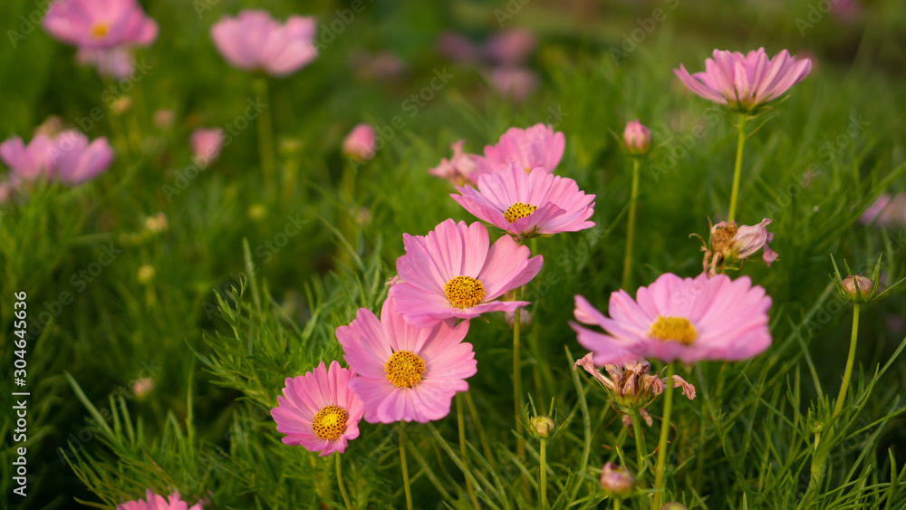 Pretty pink petals of Cosmos flowers blossom on green leaves and small bud in a feild of the park , on blurred background Pretty pink petals of Cosmos flowers blossom on green leaves and small bud in a feild of the park , on blurred background