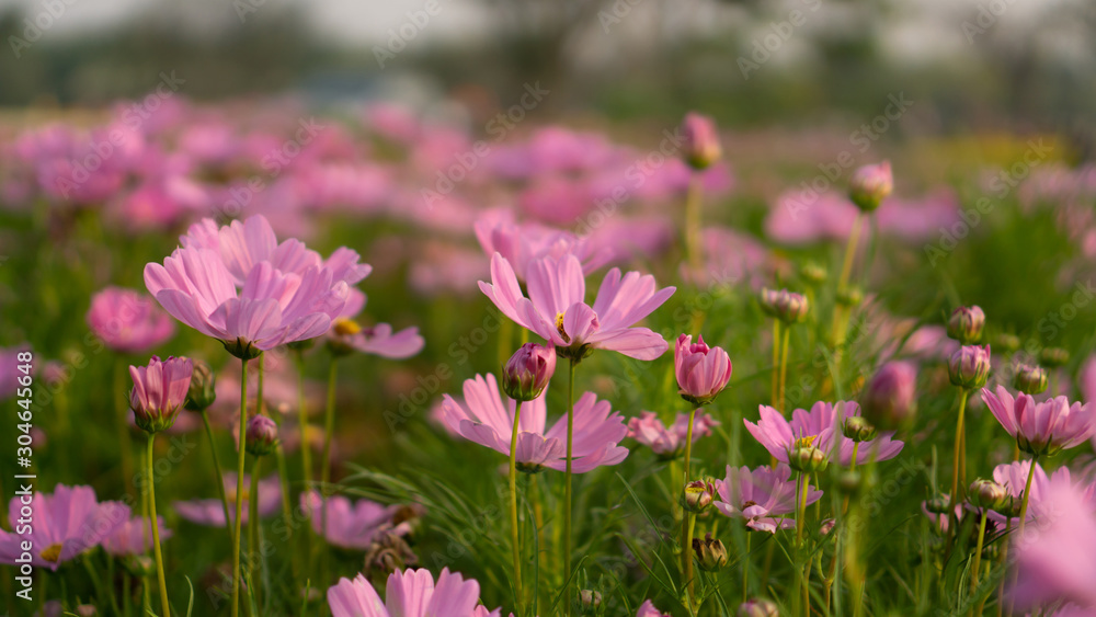 Field of pretty pink petals of Cosmos flowers blossom on green leaves and small bud in a park , on blurred background