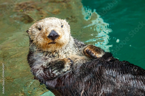 sea otter  © Leslie C Saber