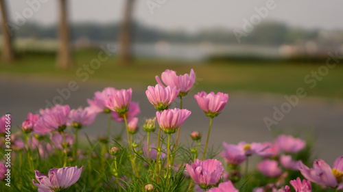 Field of pretty pink petals of Cosmos flowers blossom on green leaves and small bud near walkway in a park , on blurred background