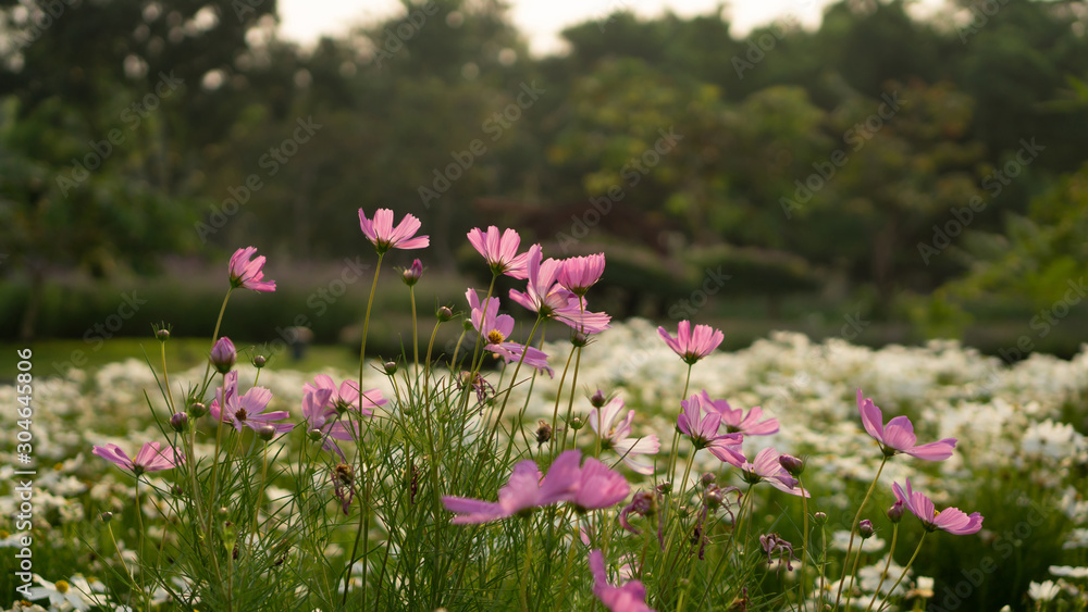 Beautiful pink petals of Cosmos flower blossom on white flowers and green leaves, small bud in a park , blurred trees and  sky on background