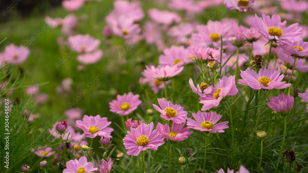 Field of pretty pink petals of Cosmos flowers blossom on green leaves, small bud in a park , blurred background Field of pretty pink petals of Cosmos flowers blossom on green leaves, small bud in a park , blurred background