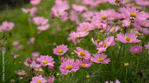 Field of pretty pink petals of Cosmos flowers blossom on green leaves, small bud in a park , blurred background