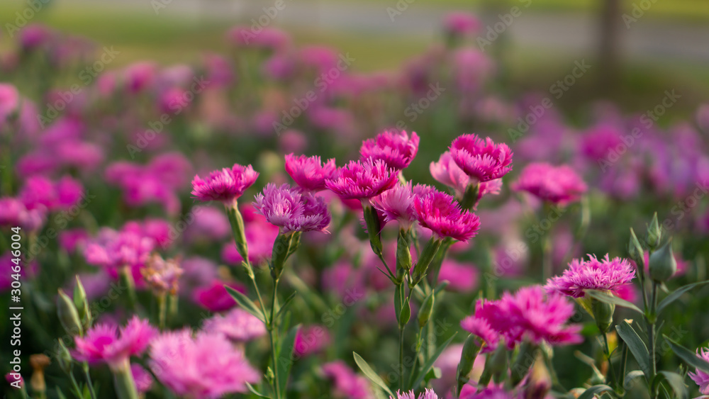 Field of beautiful pink petals of Carnation flower blossom on green leaves in a park, blurred background, known as Clove pink