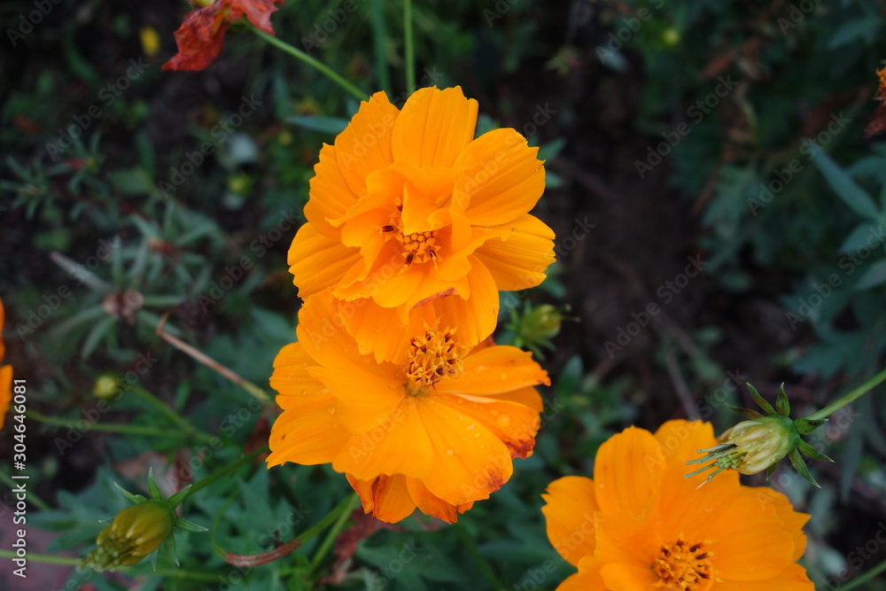 雨に濡れたキバナコスモスの花 雨に濡れたキバナコスモスの花
