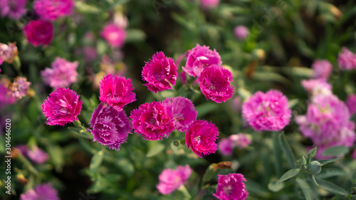 Field of beautiful pink petals of Carnation flower blossom on green leaves in a park  blurred background  known as Clove pink  top view photo