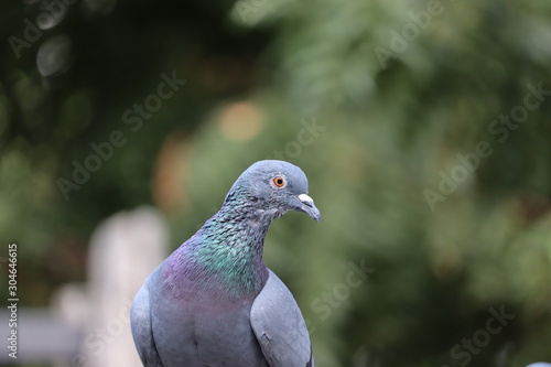 Front view of the face of Rock Pigeon face to face.Rock Pigeons crowd streets and public squares, living on discarded food and offerings of birdseed.