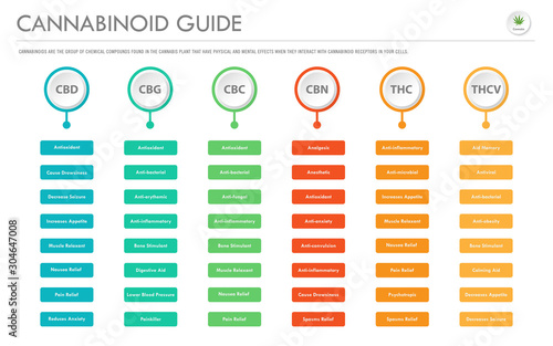 Cannabinoid Guide horizontal business infographic illustration about cannabis as herbal alternative medicine and chemical therapy, healthcare and medical science vector.