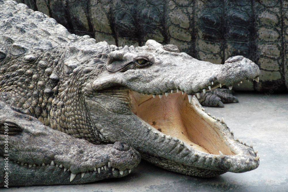 Fototapeta premium crocodiles in China zoo waiting for dinner.